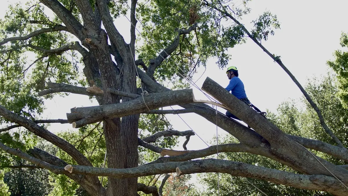 Professional Crown Thinning performed by certified arborists in Porter