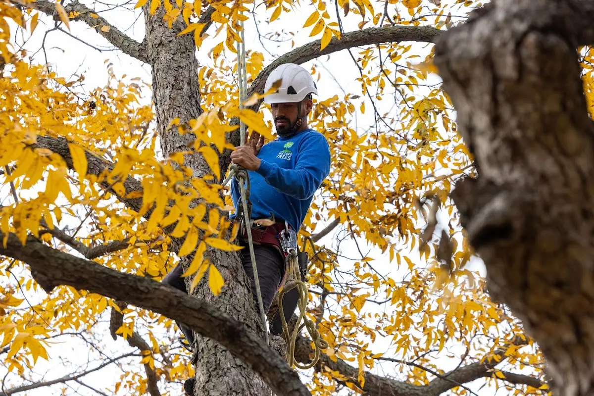Skilled Tree Transplanting crew working in Porter